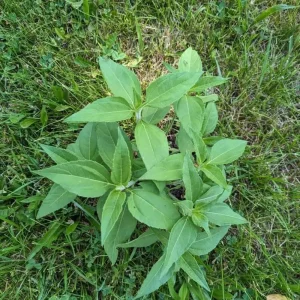 Jerusalem Artichoke Live Plant Helianthus tuberosus Sunchoke Perennial - Image 4
