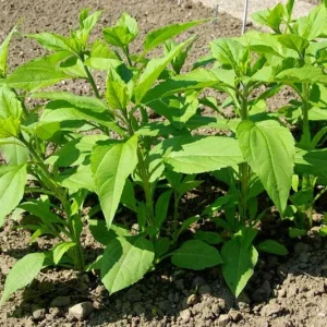 Jerusalem Artichoke Live Plant Helianthus tuberosus Sunchoke Perennial - Image 5