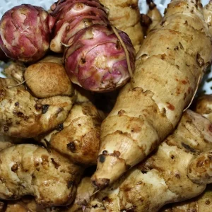Jerusalem Artichoke Live Plant Helianthus tuberosus Sunchoke Perennial - Image 7