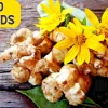 Jerusalem Artichoke Sunchoke Seeds - 20 Count Helianthus Tuberosus Yellow Flower Perennial - Image 1