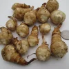 Jerusalem Artichoke Tubers for Planting - 10 Count - Helianthus tuberosus - Image 1