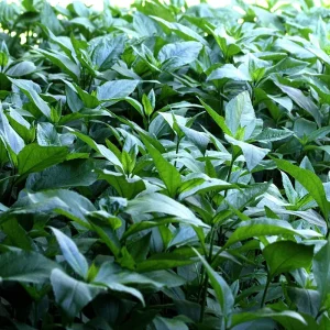 Jerusalem Artichoke Tubers for Planting - 10 Count - Helianthus tuberosus - Image 2