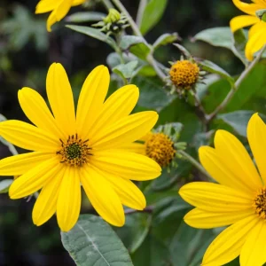 Jerusalem Artichoke Tubers for Planting - 10 Count - Helianthus tuberosus - Image 3