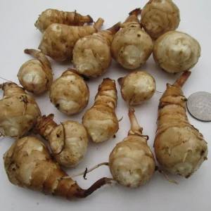Jerusalem Artichoke Tubers for Planting - 10 Count - Helianthus tuberosus - Image 1
