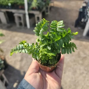 Jester's Crown Fern Live Plant - Nephrolepis exaltata - 2in or 4in Pot - Indoor - Image 1