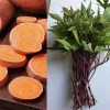 10 Orange Sweet Potato Slips - Copper Jewel Cuttings for Planting