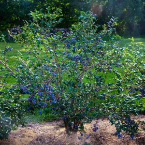Jewel Blueberry Starter Plug - Vaccinium corymbosum - Southern Highbush - Image 3