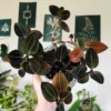 Jewel Orchid Sea Turtle Live Plant - 2 inch Pot - Indoor Houseplant - Image 1