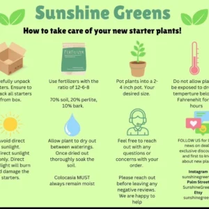 Jewel Orchid Sea Turtle Live Plant - 2 inch Pot - Indoor Houseplant - Image 2