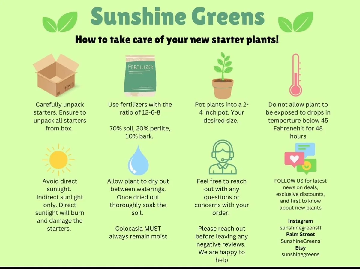 Jewel Orchid Sea Turtle Live Plant - 2 inch Pot - Indoor Houseplant - Image 2