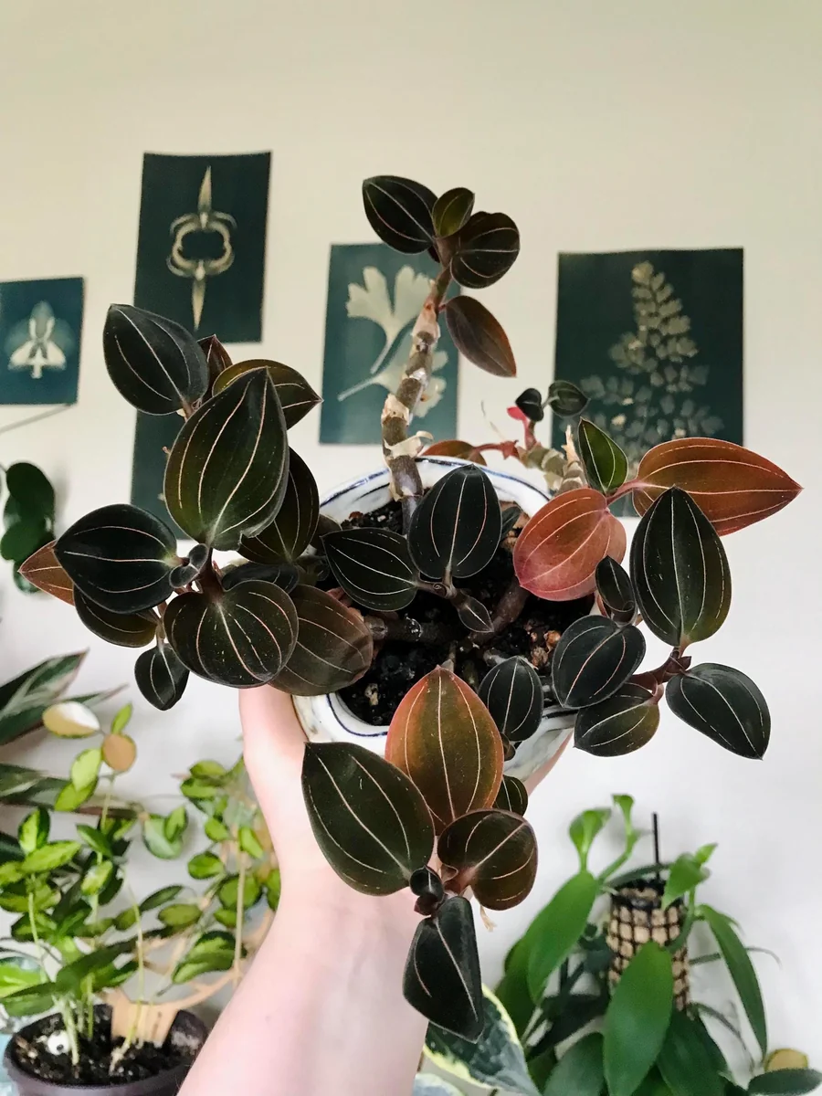 Jewel Orchid Sea Turtle Live Plant - 2 inch Pot - Indoor Houseplant - Image 1