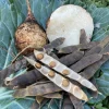 Jicama Seeds - Non-GMO Open-Pollinated Pachyrhizus Erosus for Garden - Image 1