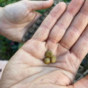 Jicama Seeds - Non-GMO Open-Pollinated Pachyrhizus Erosus for Garden - Image 2