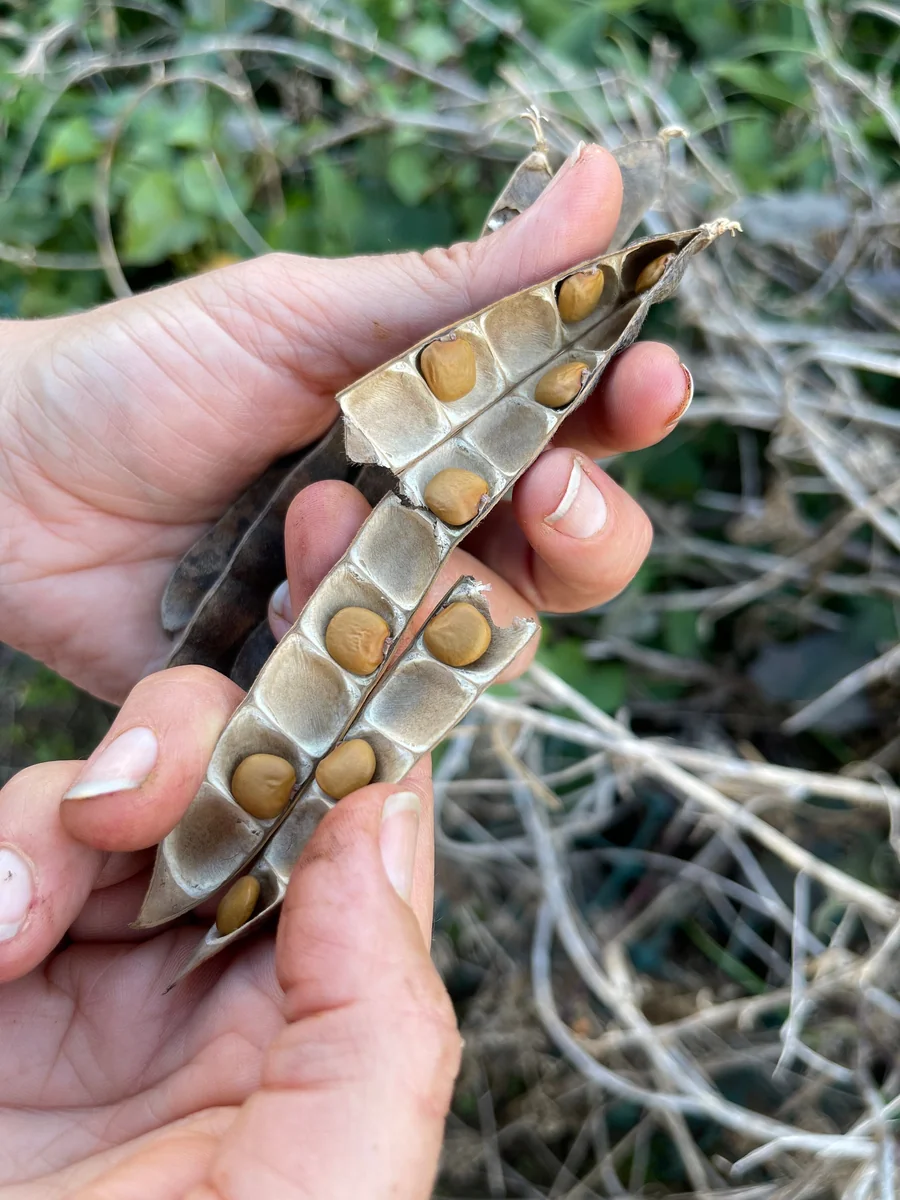 Jicama Seeds - Non-GMO Open-Pollinated Pachyrhizus Erosus for Garden - Image 4