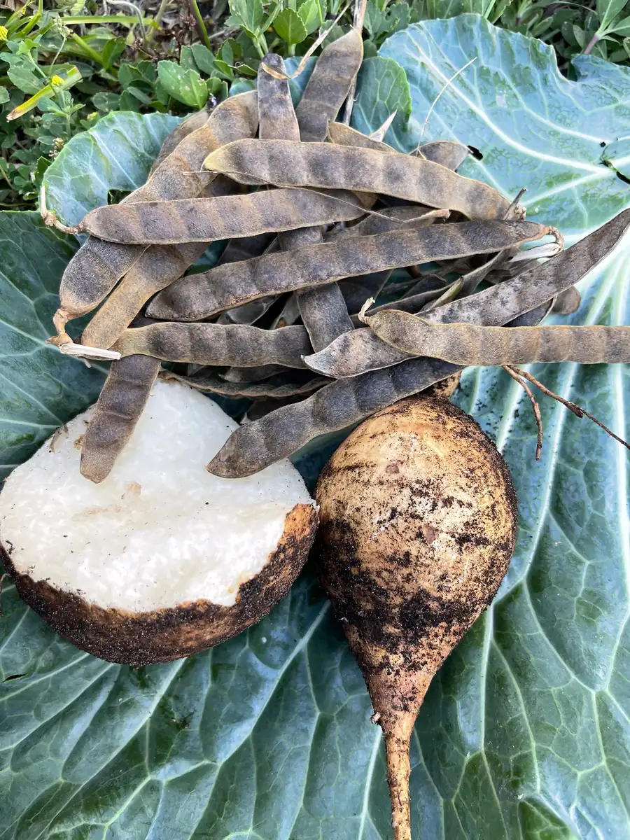 Jicama Seeds - Non-GMO Open-Pollinated Pachyrhizus Erosus for Garden - Image 5