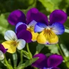Johnny Jump Up Viola Flower Seeds 100+ Count - Perennial Outdoor - Image 1
