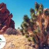 Joshua Tree Seeds (Yucca brevifolia) - 5 Seed Pack for Desert Gardens - Image 1