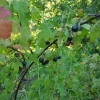 Jostaberry Orus 8 Live Plant - Gooseberry Black Currant Bush 12+ Inches Tall - Image 1