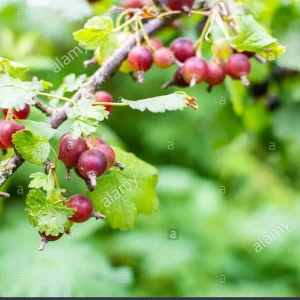 Jostaberry Orus 8 Live Plant - Gooseberry Black Currant Bush 12+ Inches Tall - Image 2