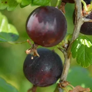Jostaberry Orus 8 Live Plant - Gooseberry Black Currant Bush 12+ Inches Tall - Image 3