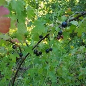 Jostaberry Orus 8 Live Plant - Gooseberry Black Currant Bush 12+ Inches Tall - Image 1
