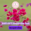 Juanita Hatte Bougainvillea Live Plant – Tropical Flowering Vine Starter Plug - Image 1