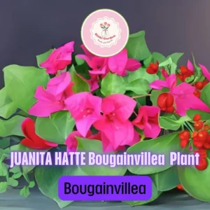 Juanita Hatte Bougainvillea Live Plant – Tropical Flowering Vine Starter Plug - Image 2