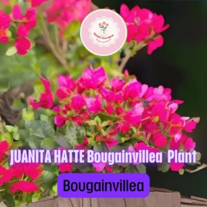 Juanita Hatte Bougainvillea Live Plant – Tropical Flowering Vine Starter Plug - Image 3