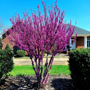 Judas Tree Seeds (Cercis siliquastrum) - Mediterranean Redbud Flowers, Hardy - Image 3