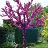 Judas Tree Seeds (Cercis siliquastrum) - Mediterranean Redbud Flowers, Hardy - Image 1
