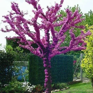 Judas Tree Seeds (Cercis siliquastrum) - Mediterranean Redbud Flowers, Hardy - Image 1