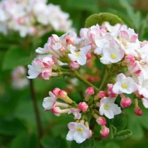 Juddii Viburnum Live Plant – 6-12