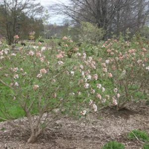 Juddii Viburnum Live Plant – 6-12
