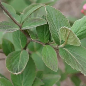 Juddii Viburnum Live Plant – 6-12