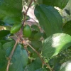 Jujube Tree Live Plant - Chinese Date Tree (Ziziphus jujuba) - Drought Tolerant Fruit Tree - Image 1