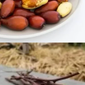 Jujube Tree Live Plant - Chinese Date Tree (Ziziphus jujuba) - Drought Tolerant Fruit Tree - Image 3