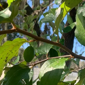 Jujube Tree Live Plant - Chinese Date Tree (Ziziphus jujuba) - Drought Tolerant Fruit Tree - Image 5