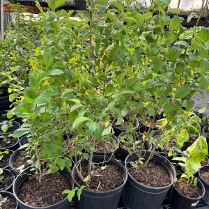 Jujube Tree Live Plant - Chinese Date Tree (Ziziphus jujuba) - Drought Tolerant Fruit Tree - Image 9