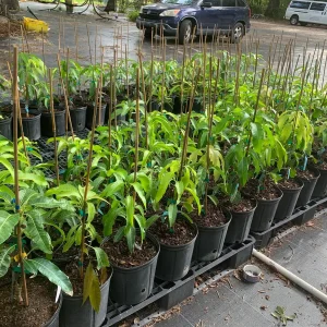 Julie Mango Tree Live Plant - Grafted, 3 Gallon Pot, Dwarf Fruit Tree - Image 3