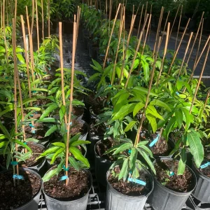 Julie Mango Tree Live Plant - Grafted, 3 Gallon Pot, Dwarf Fruit Tree - Image 1