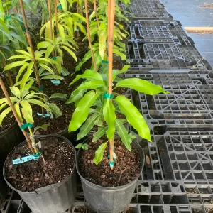 Julie Mango Tree Live Plant – Grafted – 3 Gallon Pot – Sweet Fiberless Fruit - Image 4