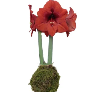 Jumbo Amaryllis Bulb - Moss Coated Waxed - No Water No Soil - Holiday Blooms - Image 2