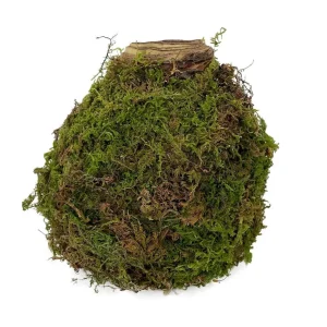 Jumbo Amaryllis Bulb - Moss Coated Waxed - No Water No Soil - Holiday Blooms - Image 1