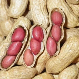 Jumbo Bailey Virginia Peanut Seeds for Planting - 113g Packet - Image 2