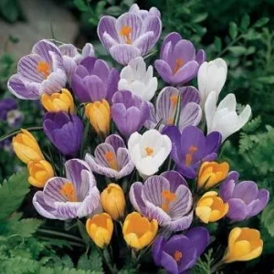 Jumbo Crocus Mixture Bulbs - Early Spring Flowering Bulbs, 4-6 inches Tall - Image 2