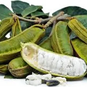 Jumbo Ice Cream Bean Live Plant – Inga edulis – Half Gallon Pot – Outdoor Fruit Tree - Image 2