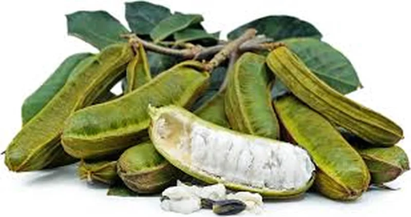 Jumbo Ice Cream Bean Live Plant – Inga edulis – Half Gallon Pot – Outdoor Fruit Tree - Image 2