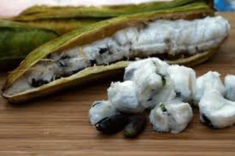 Jumbo Ice Cream Bean Live Plant – Inga edulis – Half Gallon Pot – Outdoor Fruit Tree - Image 1