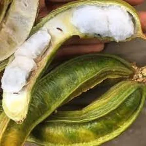 Jumbo Ice Cream Bean Tree Live Plant – 1 Gallon Pot – Outdoor Fruit Tree - Image 2