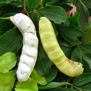 Jumbo Ice Cream Bean Tree Live Plant – 1 Gallon Pot – Outdoor Fruit Tree - Image 3